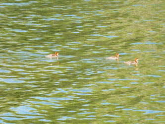 Merganser chicks follow mom's warnings. She eyed me coming a long ways off.